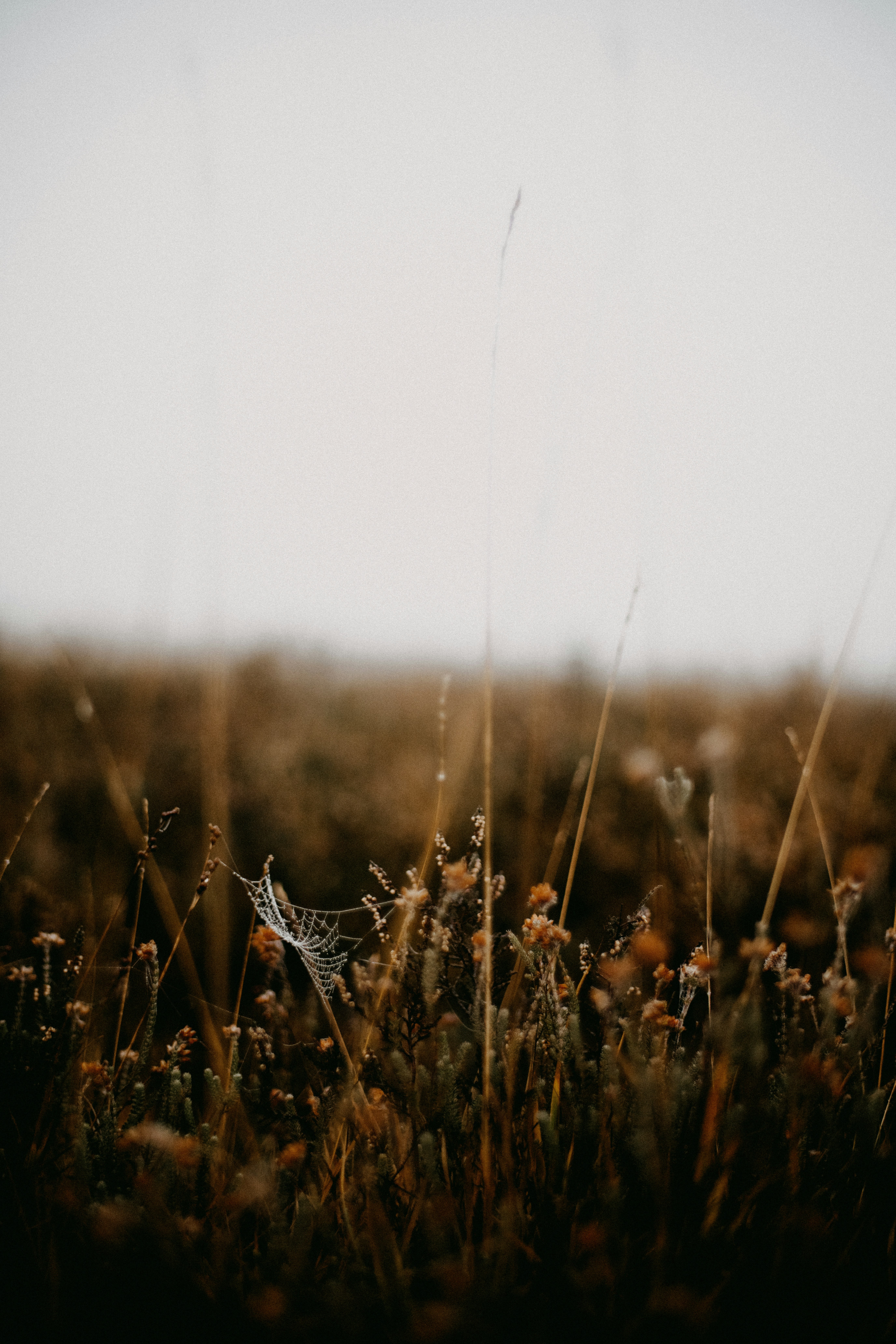 Photo by anniespratt