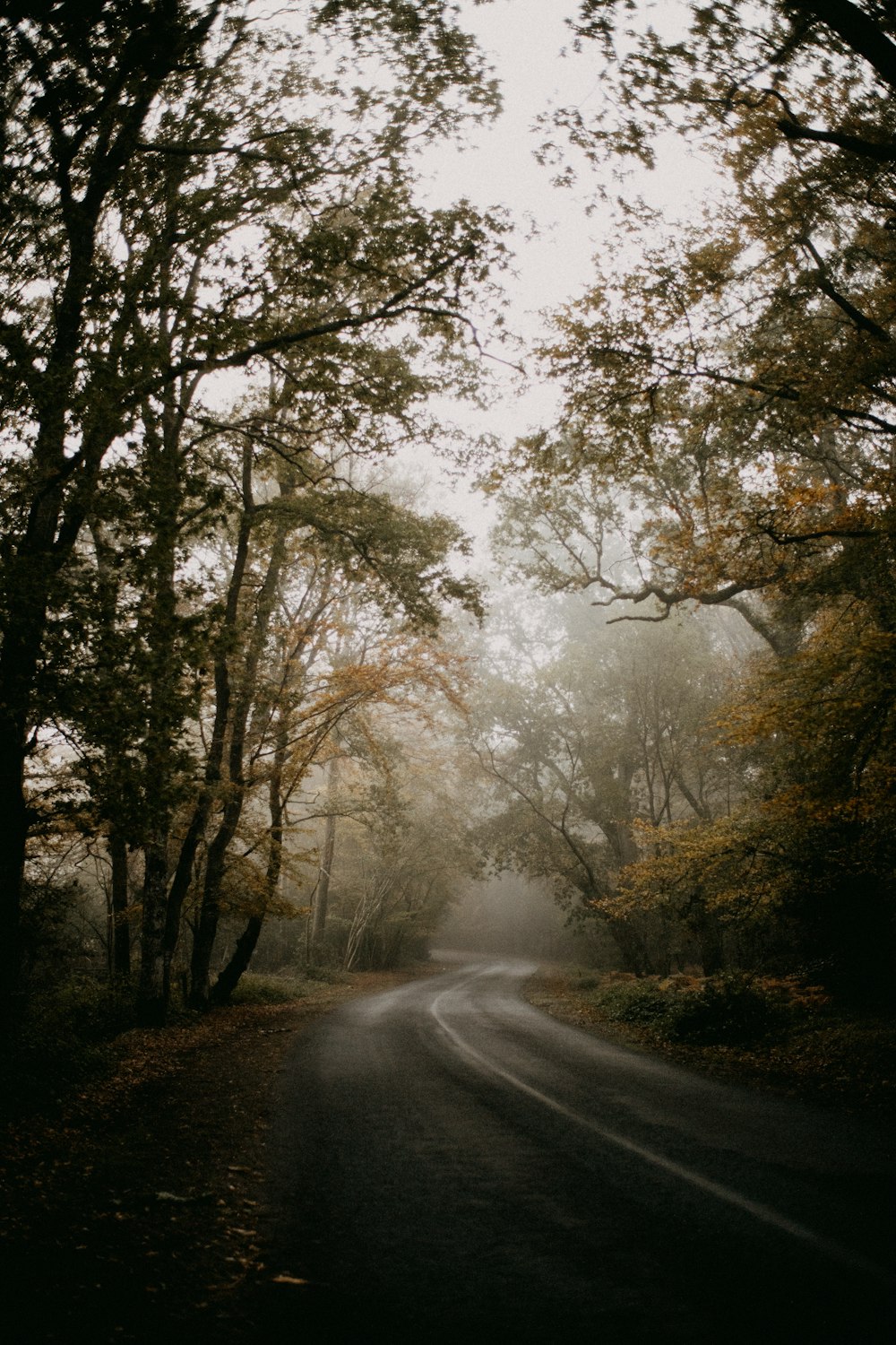 uma estrada cercada por árvores no meio de uma floresta