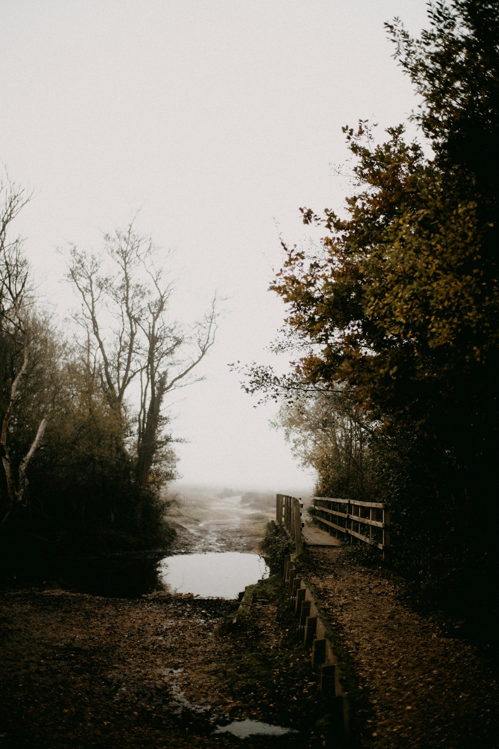 a path leading to a body of water surrounded by trees