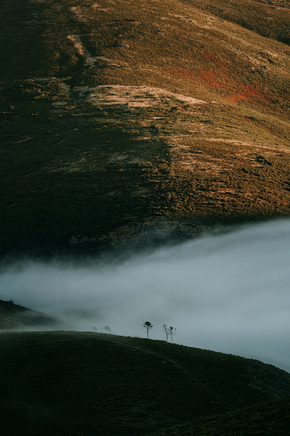 two trees stand in the middle of a foggy valley
