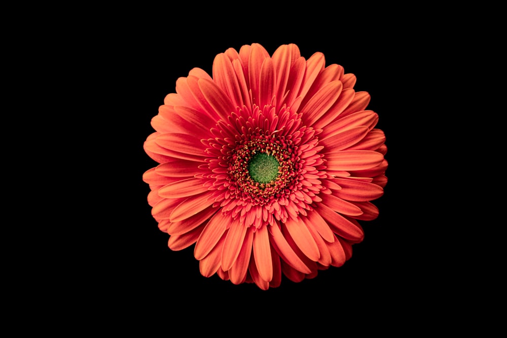 a red flower with a green center on a black background