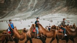 a group of people riding on the backs of camels