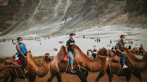 a group of people riding on the backs of camels