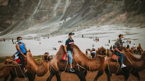 a group of people riding on the backs of camels