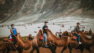 a group of people riding on the backs of camels