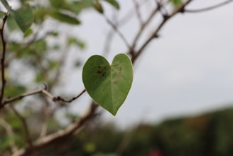 A heart symbol made of green leaves representing vitality.