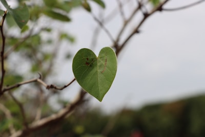 A heart symbol made of green leaves representing vitality.