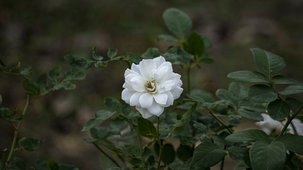 a white flower with green leaves in the foreground