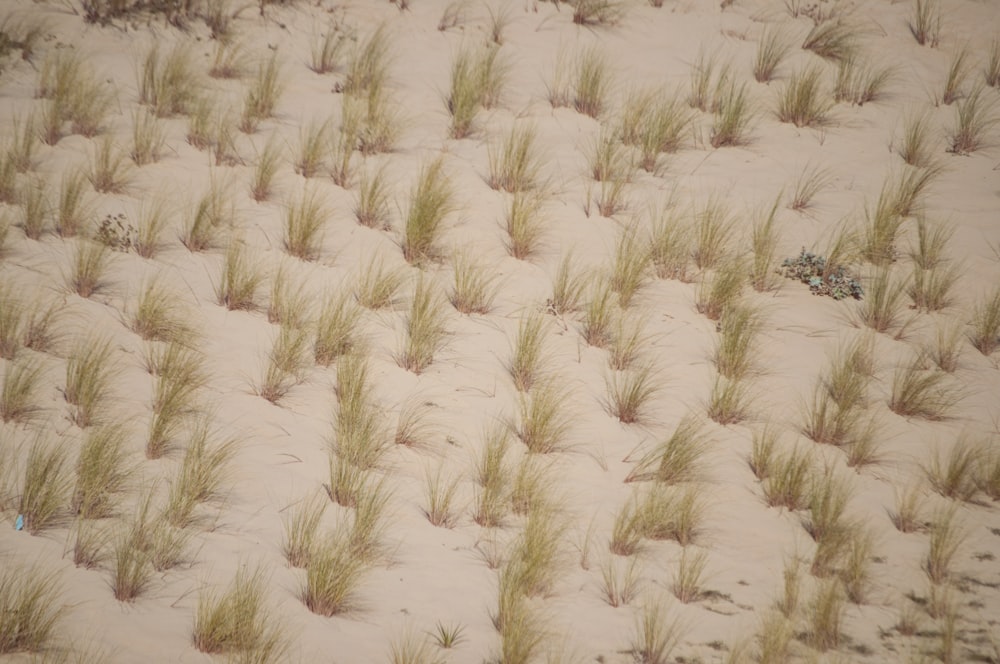 a picture of a sandy beach with grass growing in the sand