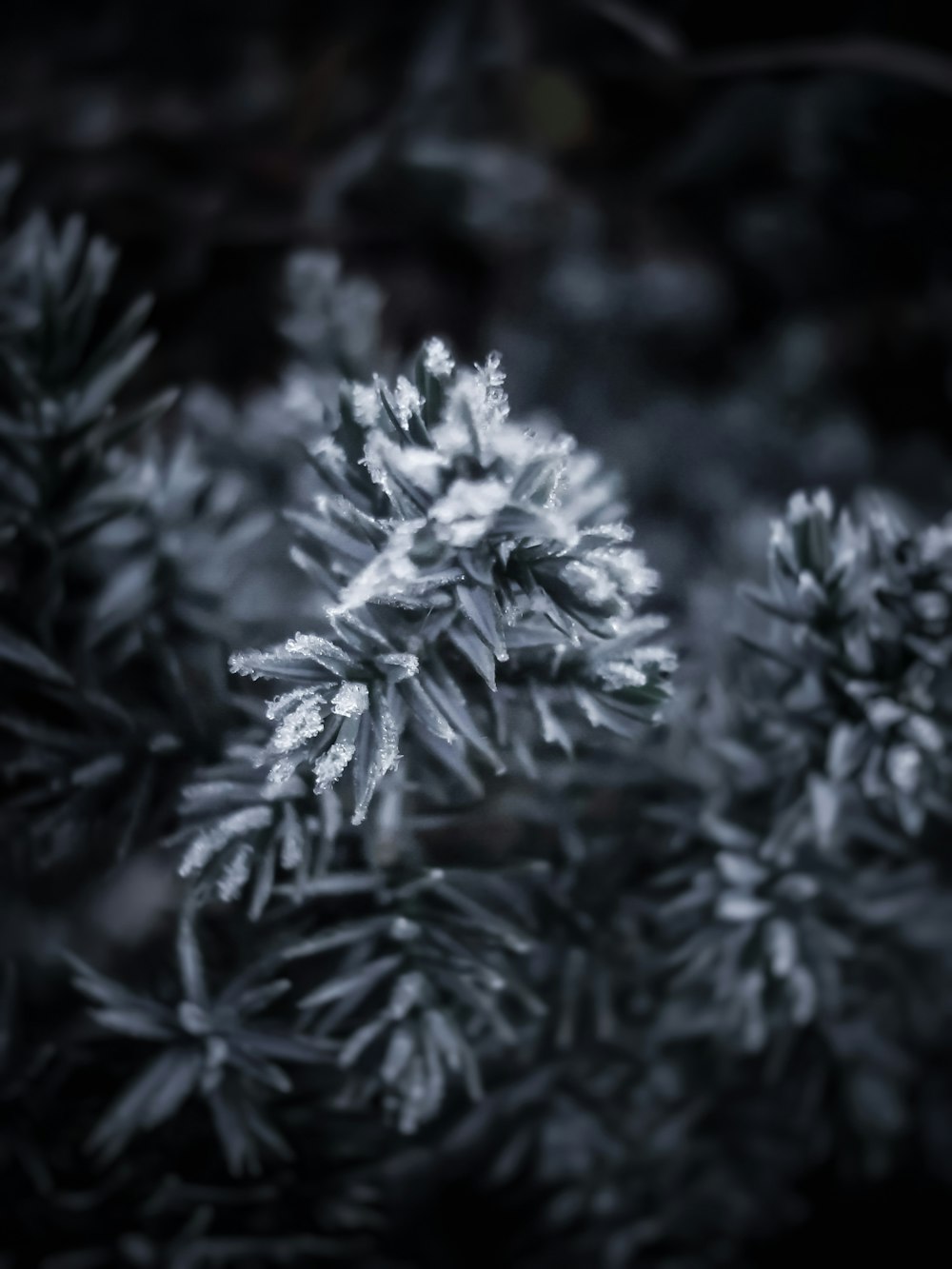 a black and white photo of a plant with snow on it