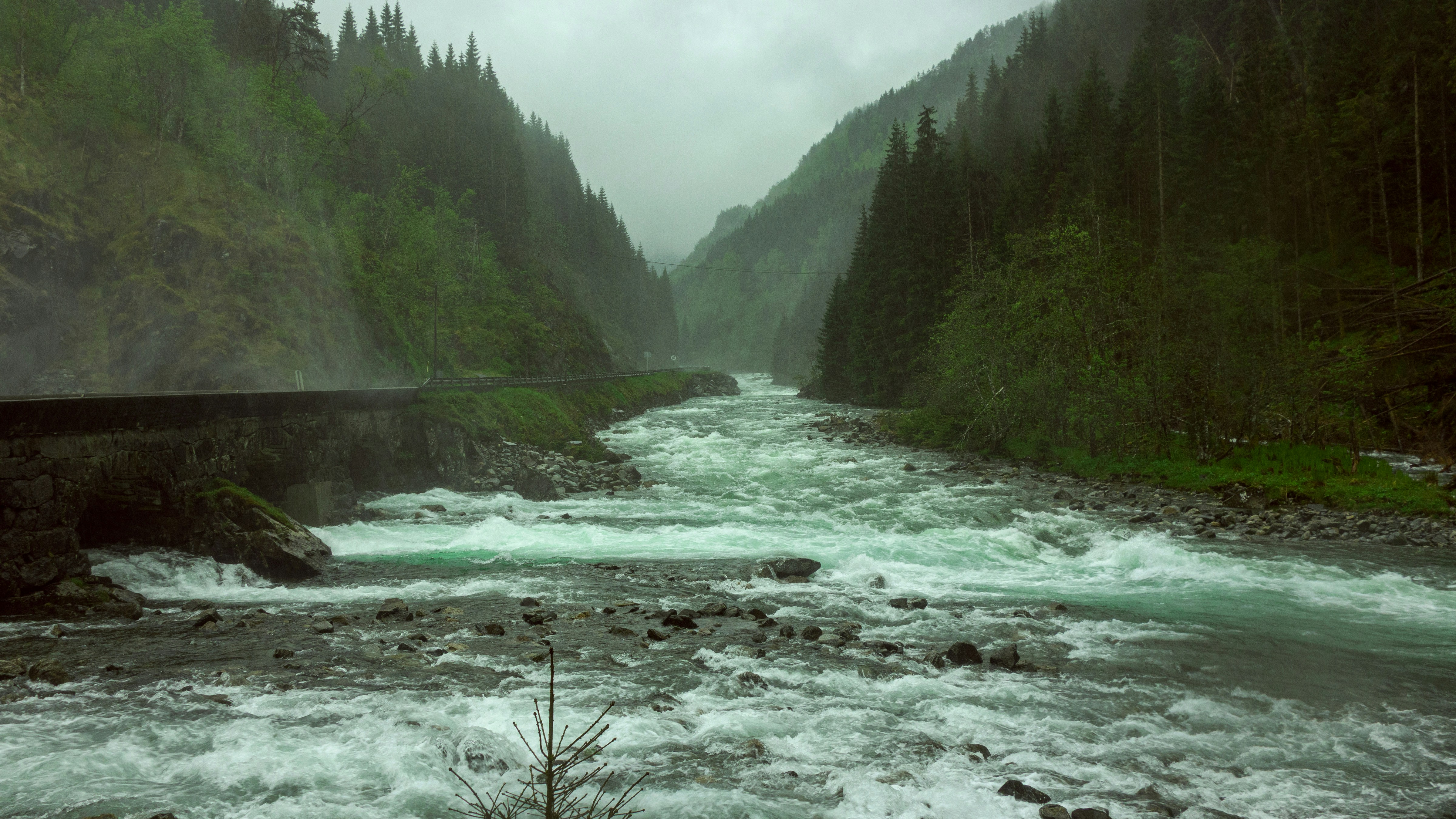 a river running through a lush green forest