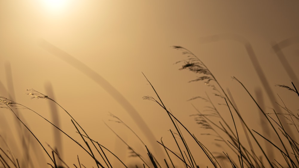 a field of tall grass with the sun in the background