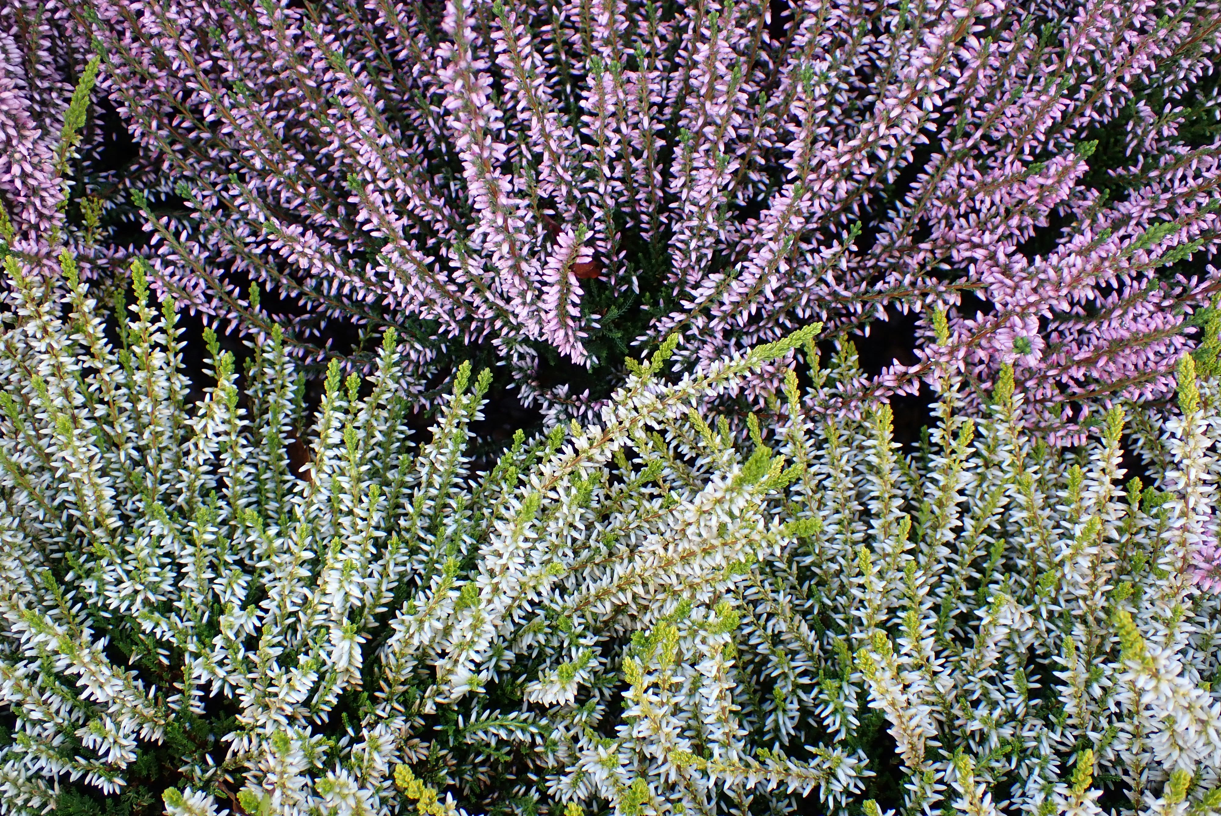 Winter Heather Flowers In Garden