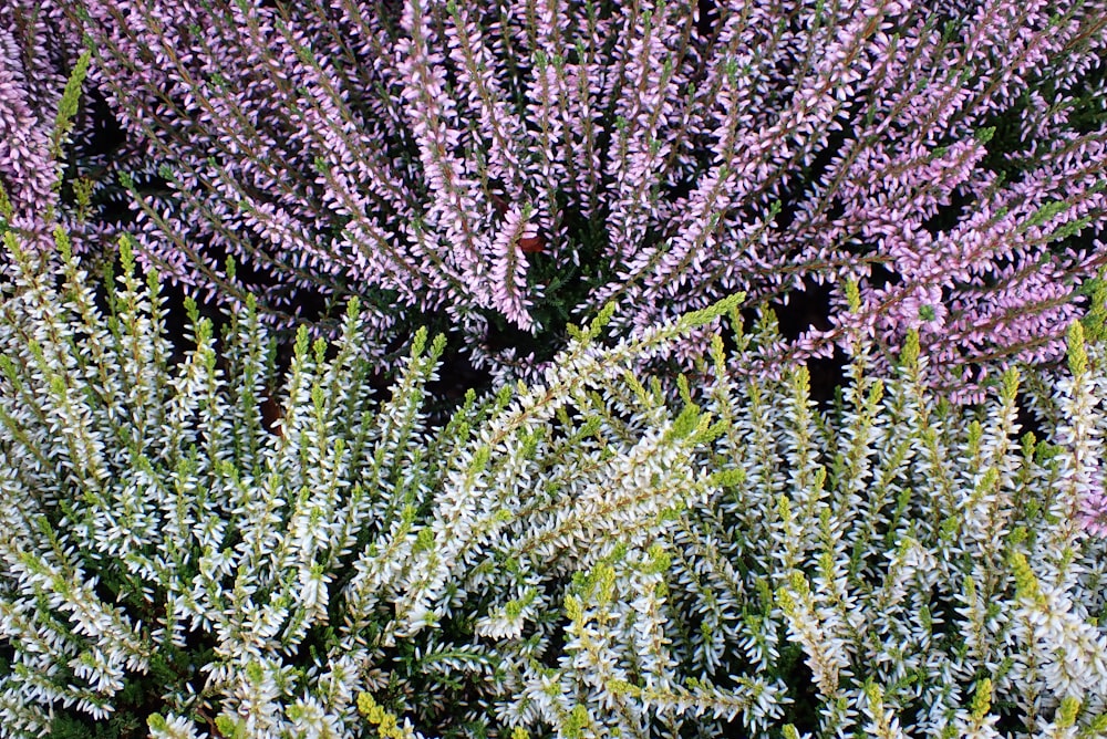 a close up of a plant with purple flowers