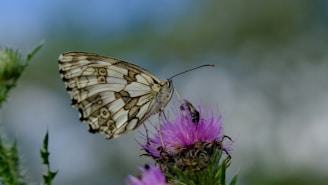 a butterfly sitting on top of a purple flower