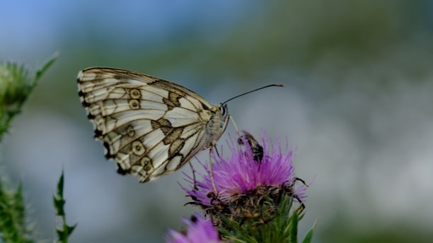a butterfly sitting on top of a purple flower