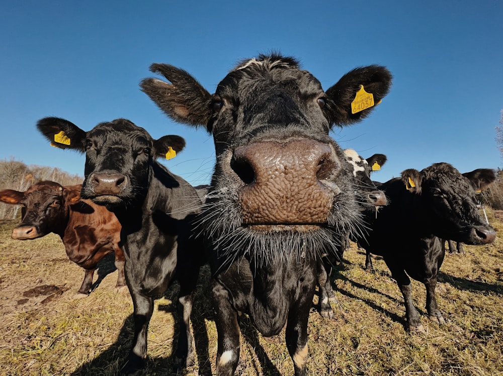 a herd of cows standing on top of a grass covered field