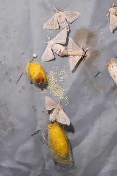 a group of moths sitting on top of a table