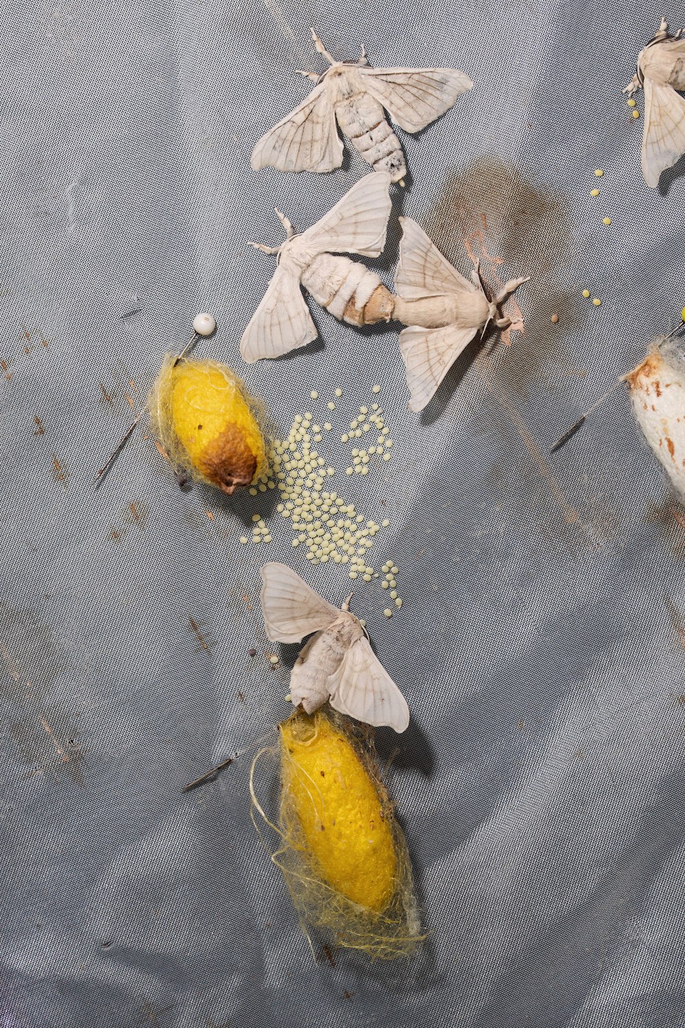 a group of moths sitting on top of a table