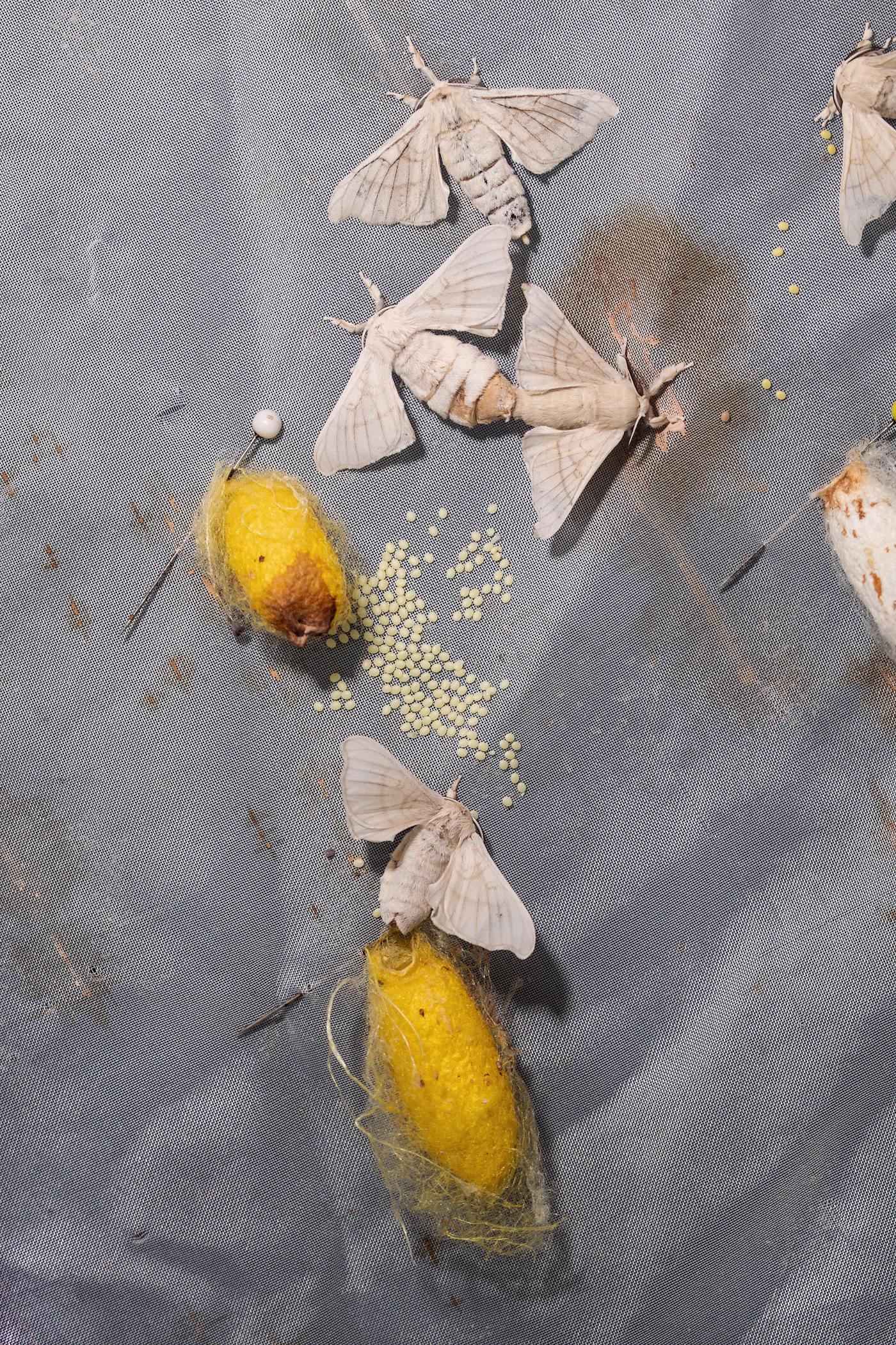 Bombyx mori silk moths and golden cocoons laid out on rough handloom cloth