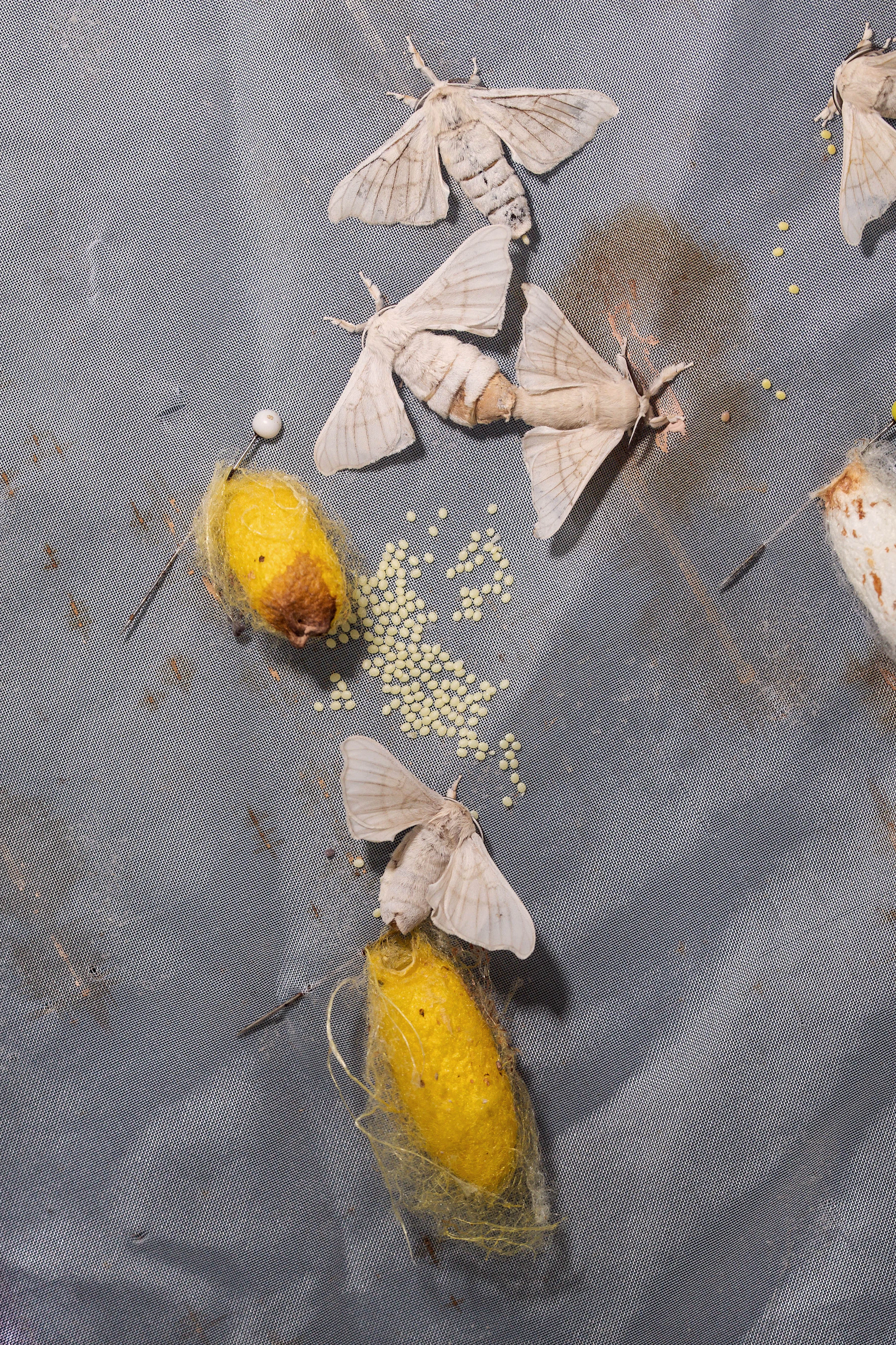 Three cream-colored silk moths, a yellow cocoon and a scatter of pale yellow eggs on a gray cloth