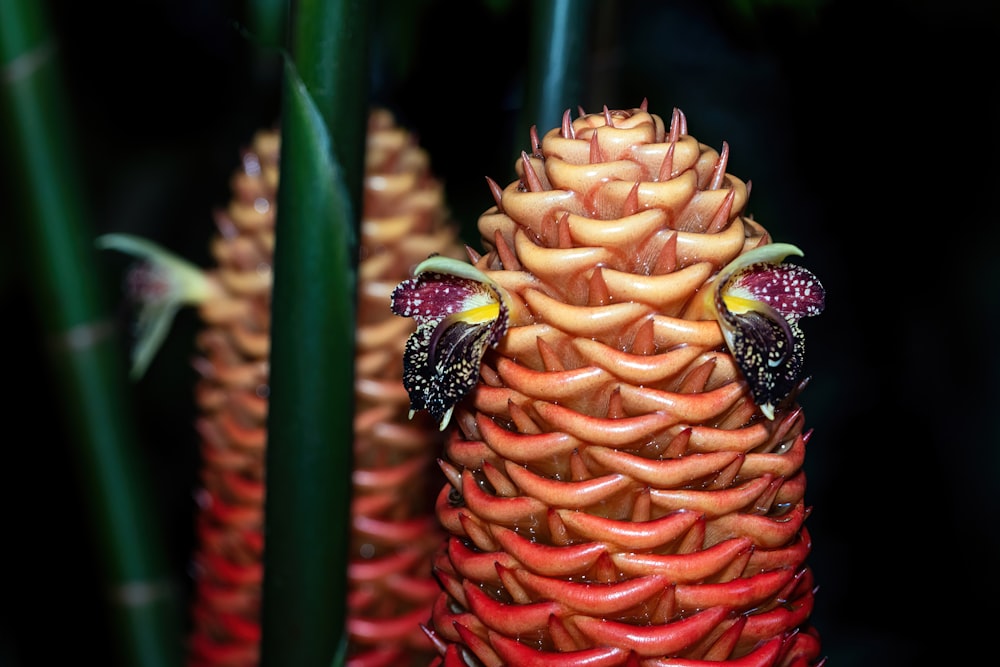 a close up of a flower with a bug on it