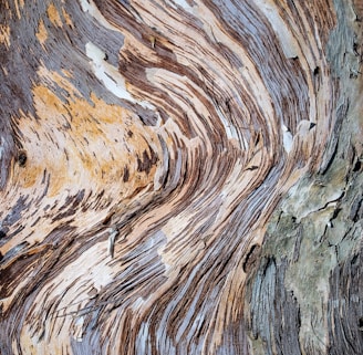 a close up of a tree bark texture