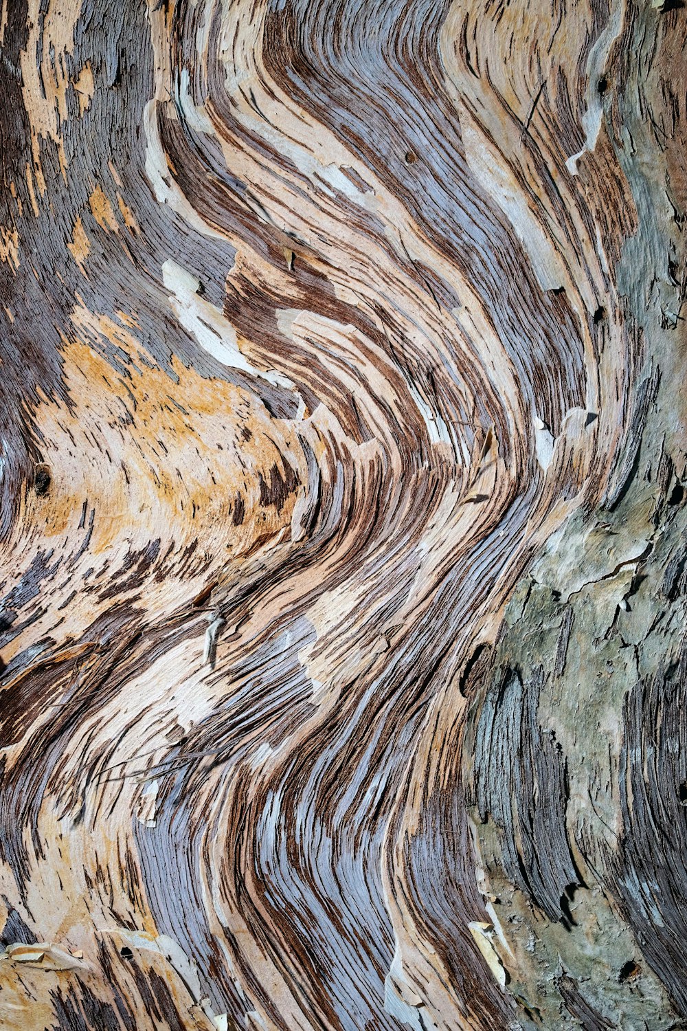 un gros plan de la texture de l’écorce d’un arbre