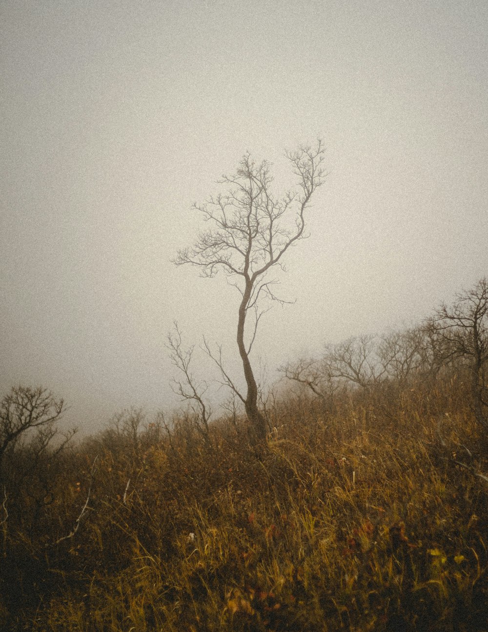 a lone tree on a hill in the fog