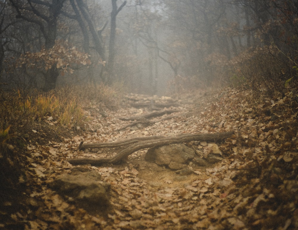 a trail in the woods is covered in leaves