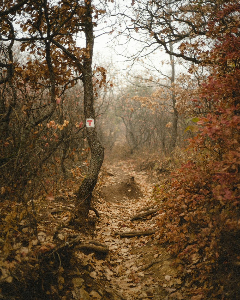 a trail in the woods with leaves on the ground