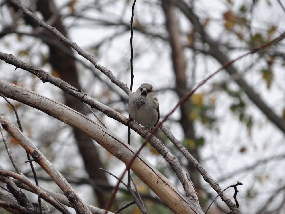 Un pequeño pájaro encaramado en una rama de un árbol