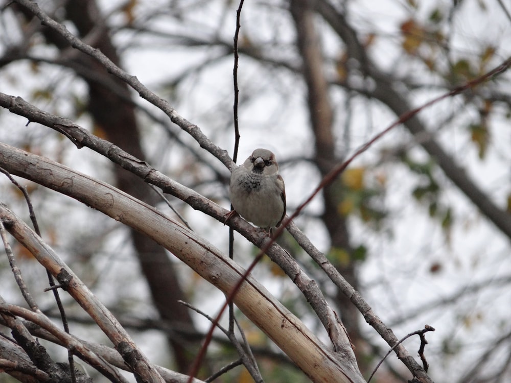 a small bird perched on a branch of a tree