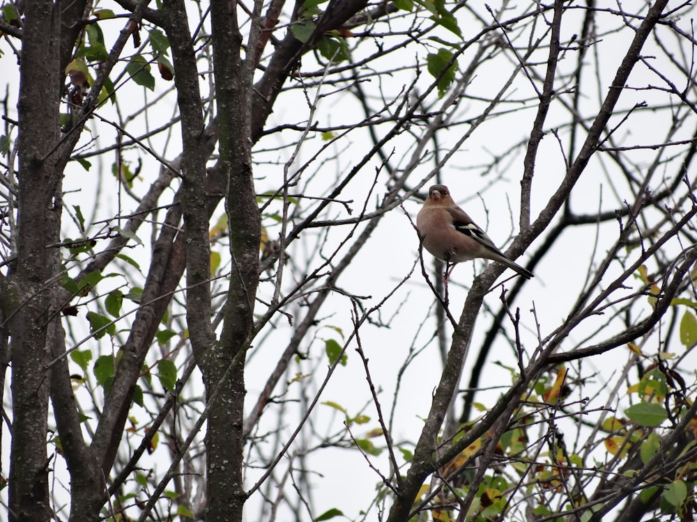 Un pájaro encaramado en la cima de la rama de un árbol