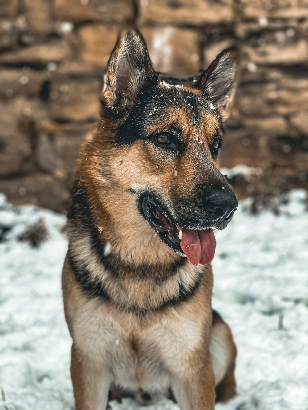 a dog sitting in the snow with his tongue out