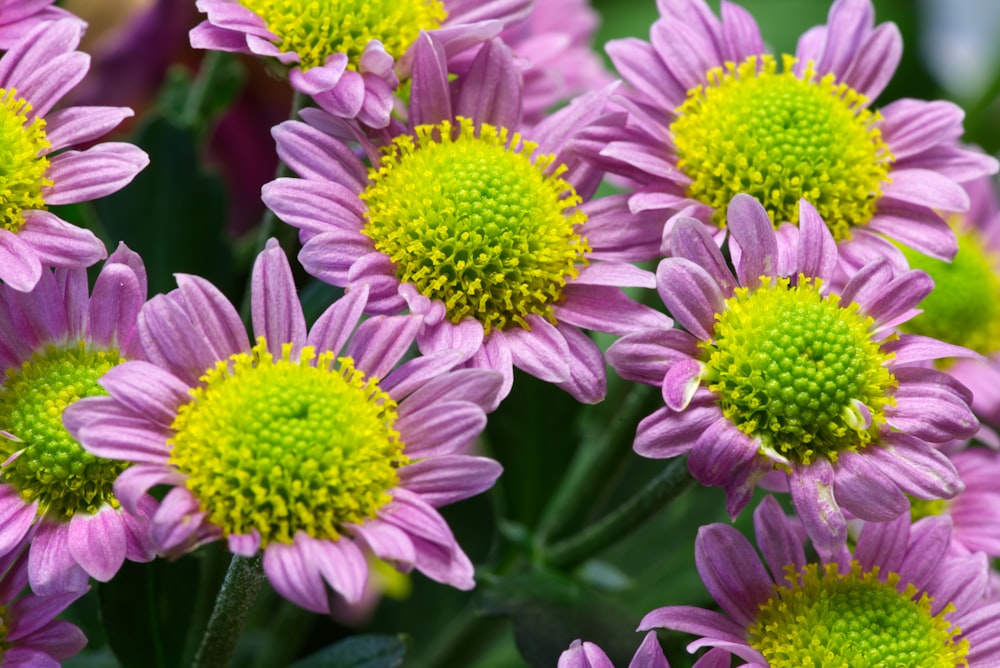 a close up of a bunch of purple flowers