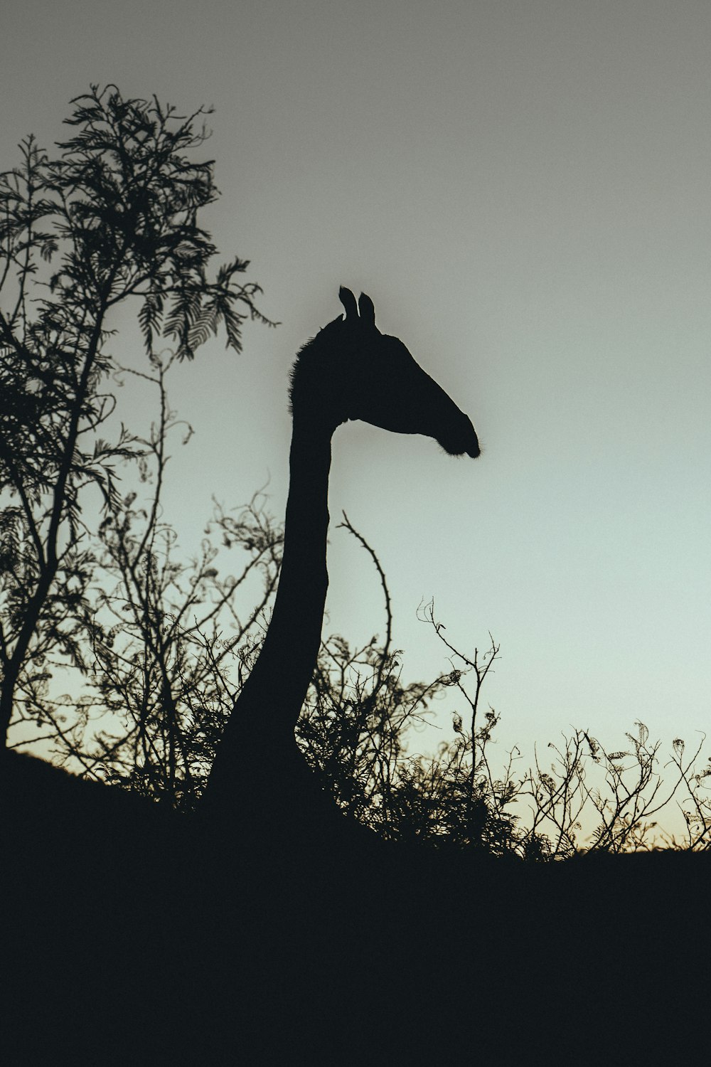 a silhouette of a giraffe standing next to a tree