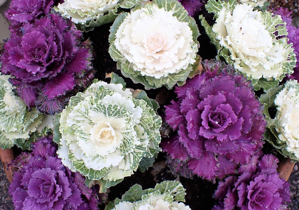 a bunch of purple and white flowers in a pot