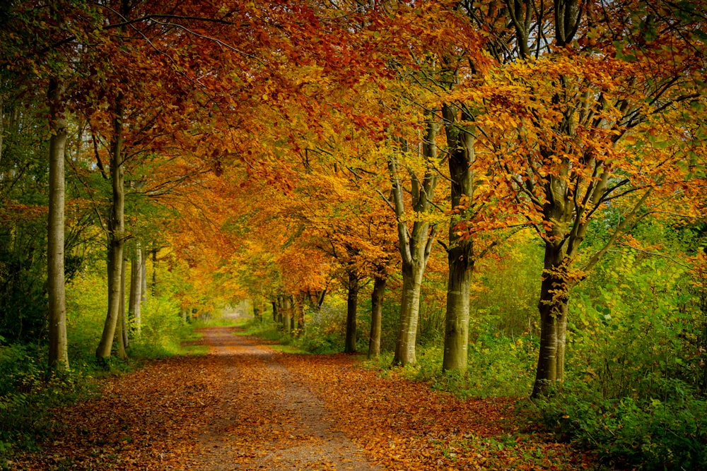 a dirt road surrounded by lots of trees