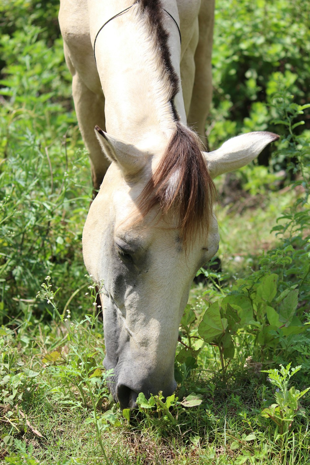 a white horse eating grass in a field