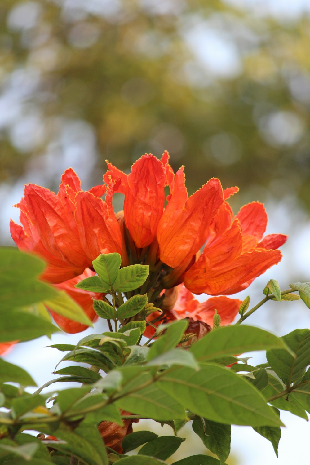 a close up of a red flower on a tree