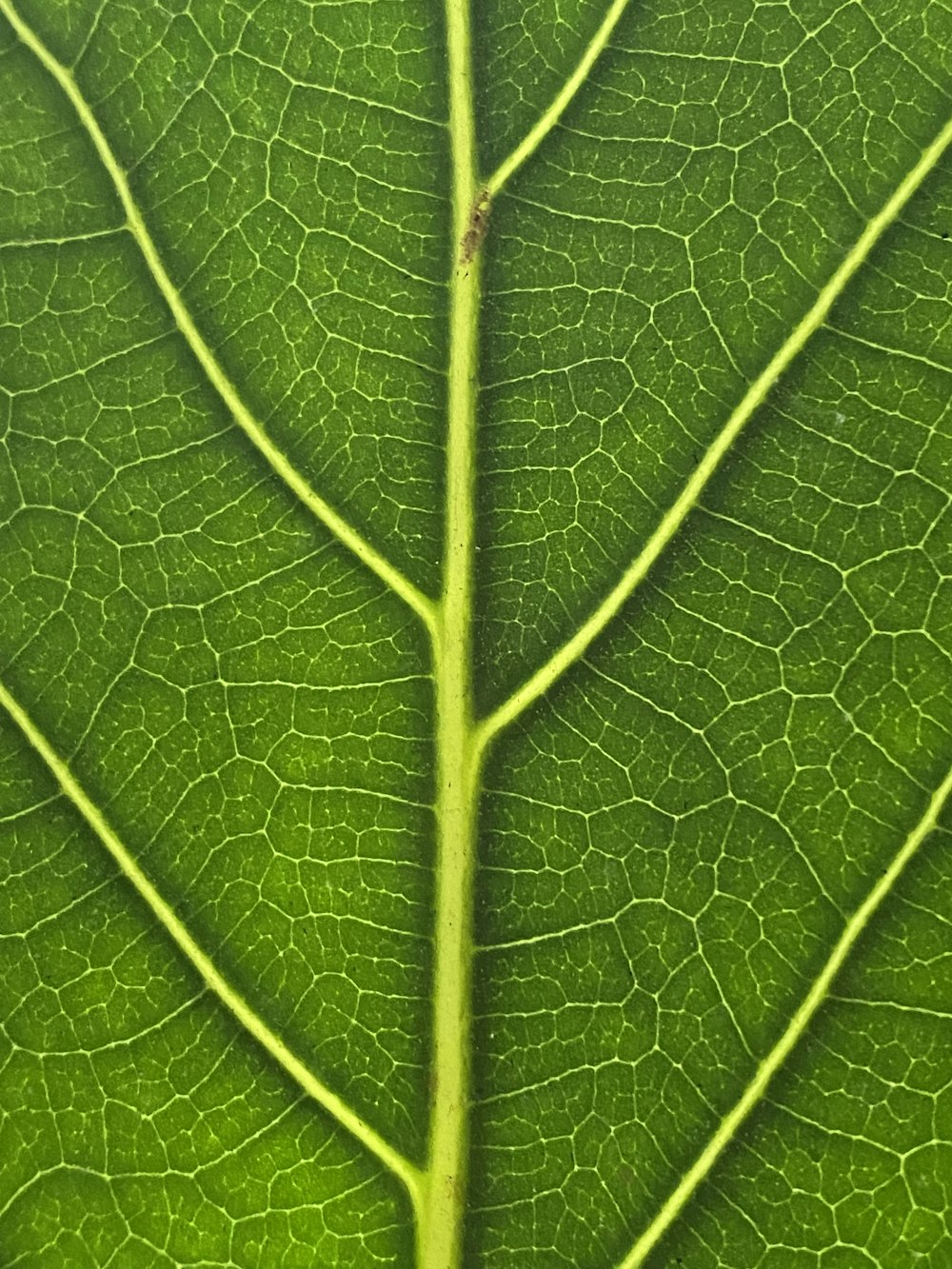 a close up view of a green leaf