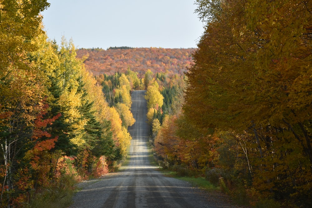 a dirt road surrounded by trees in the fall
