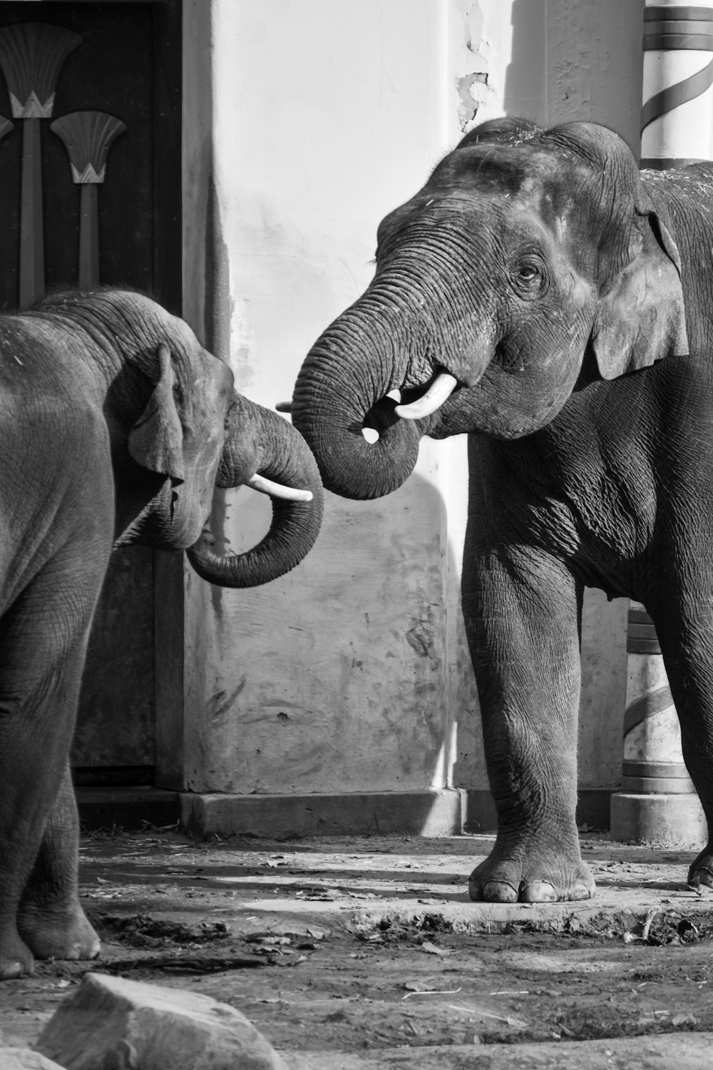 a couple of elephants standing next to each other