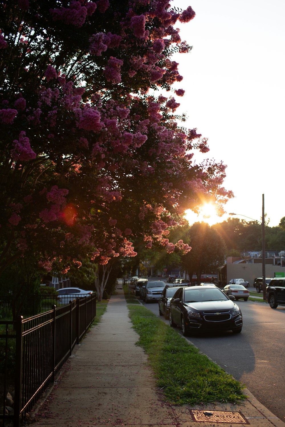 cars parked on the side of a road next to a tree