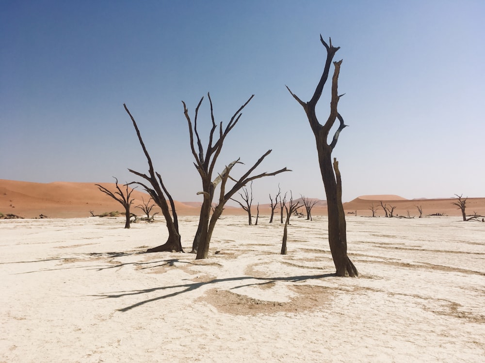 Un grupo de árboles muertos parados en medio de un desierto