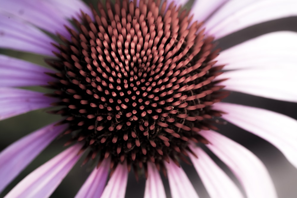 a close up of a purple and white flower