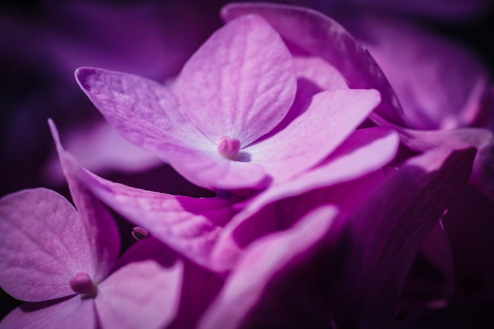 a close up of a purple flower on a black background