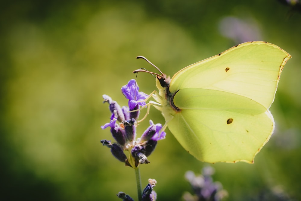 a yellow butterfly sitting on top of a purple flower