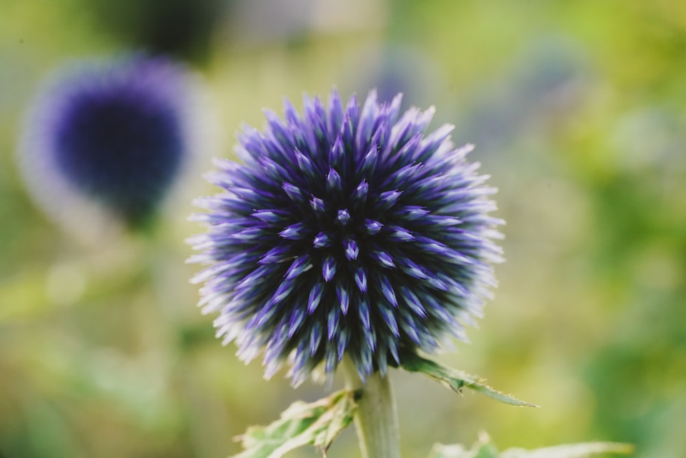 a close up of a purple flower in a field